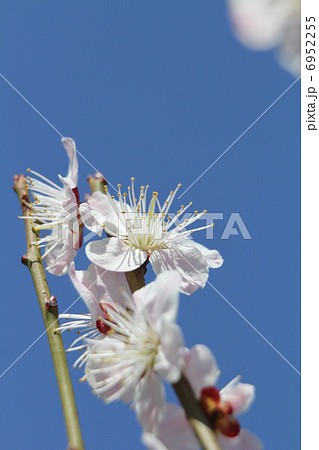 梅 古今集 梅 古今集 6952255