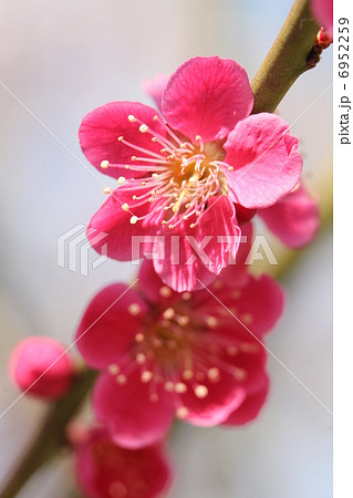 梅 姫千鳥 梅 姫千鳥 6952259