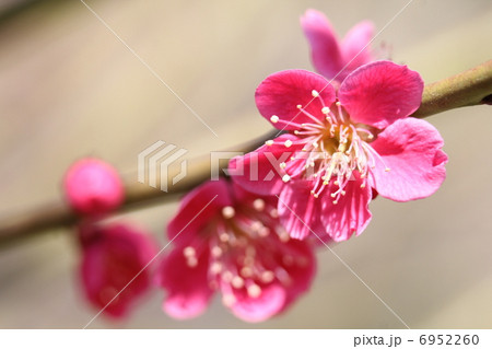 梅 姫千鳥 梅 姫千鳥 6952260