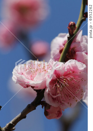 梅　幾夜寝覚 6952262