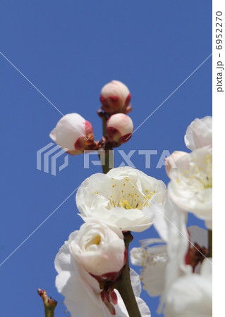 梅　玉牡丹 6952270