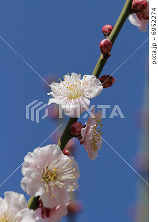 梅　文殊 6952274