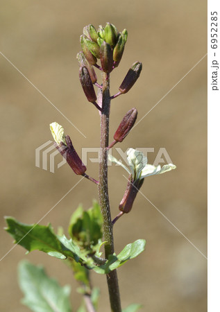 ルッコラの花 6952285