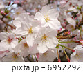 サクラ 6952292