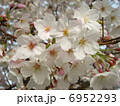 桜 6952293