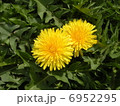 なかよしたんぽぽ 6952295