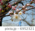 つぼみの桜 6952321