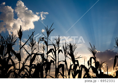Maize cornfield at sunset 6952331