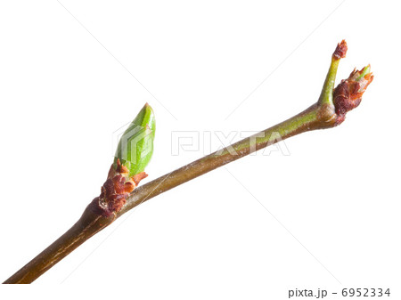 Young bud on cherry twig Young bud on cherry twig 6952334