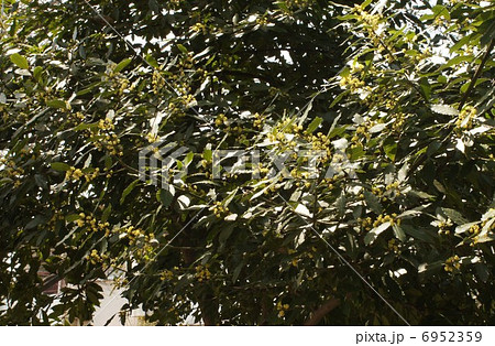 月桂樹の花　 6952359