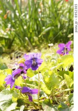 ニオイスミレ　 6952365