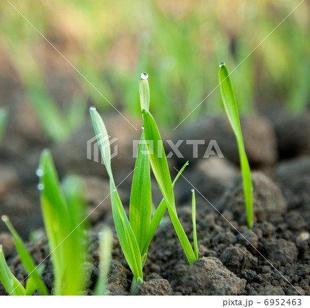 Early morning dew on green cereal sprouts 6952463