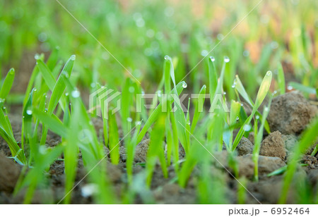 Dew drops on young wheat sprouts Dew drops on young wheat sprouts 6952464