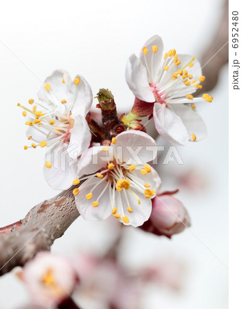 Blossom cherry twig Blossom cherry twig 6952480