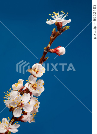 Fruit tree brunch blossom 6952485