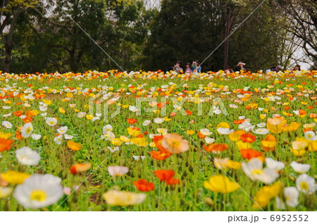 4月花 アイスランドポピー ケシ科41花畑の写真素材