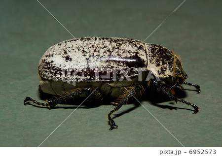 2026年最新】Yahoo!オークション -コガネムシの中古品・新品・未使用品