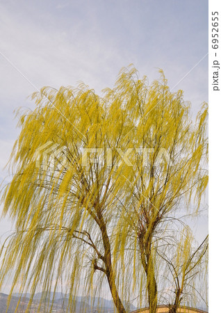 新緑の柳 6952655