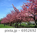 桜 6952692