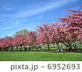 桜 6952693