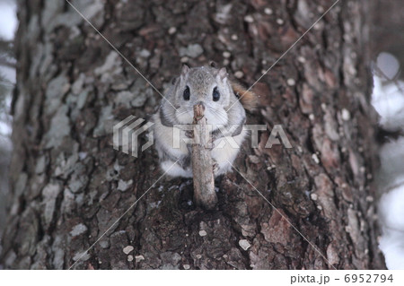 エゾマツとモモンガ 正面の写真素材