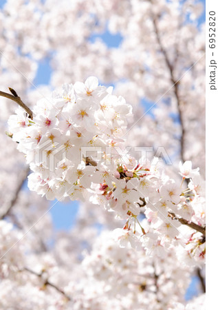 桜26 6952820