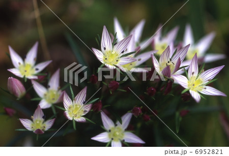 薬草の花（センブリ） 6952821