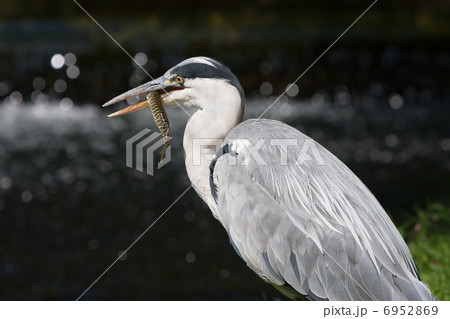 Grey Heron (Ardea cinerea) - Amsterdamse waterleidingduinen, the 6952869