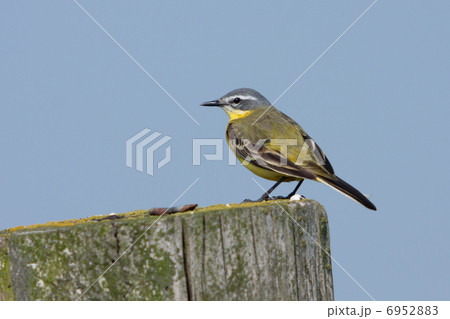 Yellow Wagtail (Motacilla flava) Yellow Wagtail (Motacilla flava) 6952883