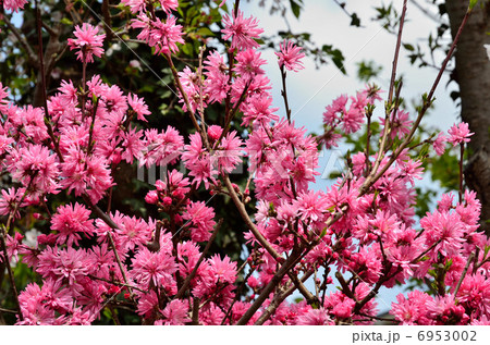 樹木・ハナズオウ　マメ科 6953002