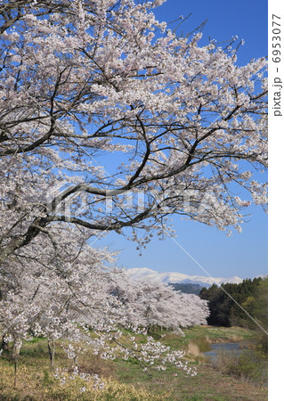 桜と栗駒山 6953077