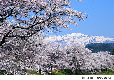 桜と栗駒山 桜と栗駒山 6953078