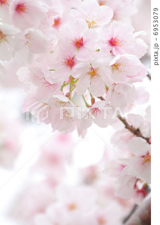 可憐でやわらかい雰囲気の桜イメージ 6953079