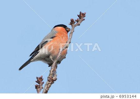 Male Bullfinch on a Japanese cherry in winter 6953144