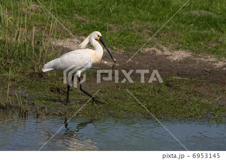 Common Spoonbill - Platalea leucorodia (Eemdijk, the Netherlands 6953145
