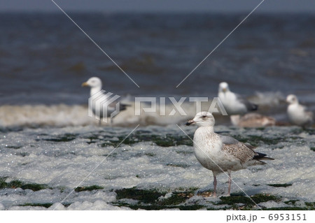 Herring Gull (Larus argentatus) Herring Gull (Larus argentatus) 6953151