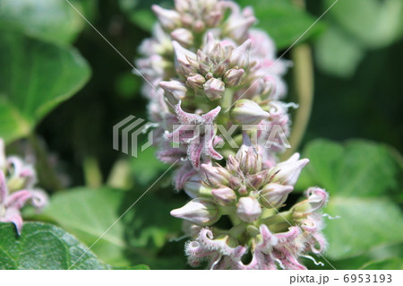 ガガイモの花 6953193