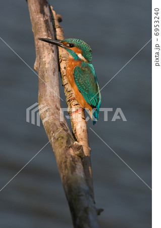 Kingfisher (Oostvaardersplassen, the netherlands) 6953240