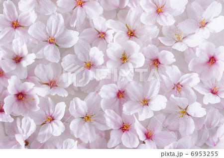 桜壁紙 6953255