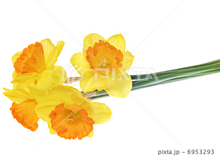 Beautiful spring  three flowers 6953293