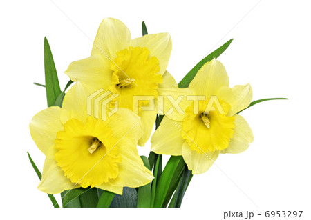Beautiful spring flowers in vase 6953297