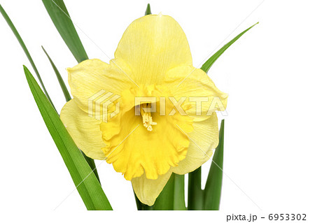 Beautiful spring single flower Beautiful spring single flower 6953302