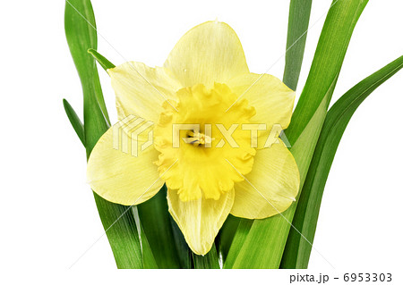 Beautiful spring single flower Beautiful spring single flower 6953303