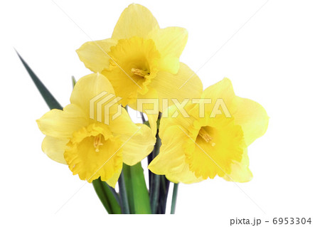 Beautiful spring flowers  6953304