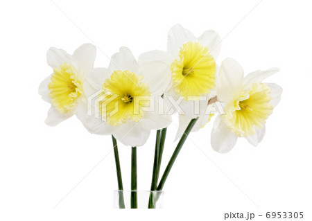 Beautiful spring flowers in vase 6953305