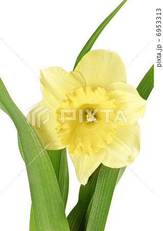 Beautiful spring single flower 6953313