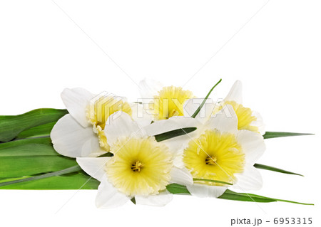 Beautiful spring flowers Beautiful spring flowers 6953315