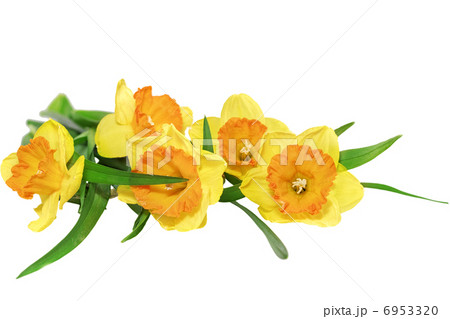 Beautiful spring  three flowers 6953320