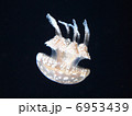 タコクラゲ 6953439