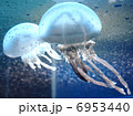 タコクラゲ 6953440